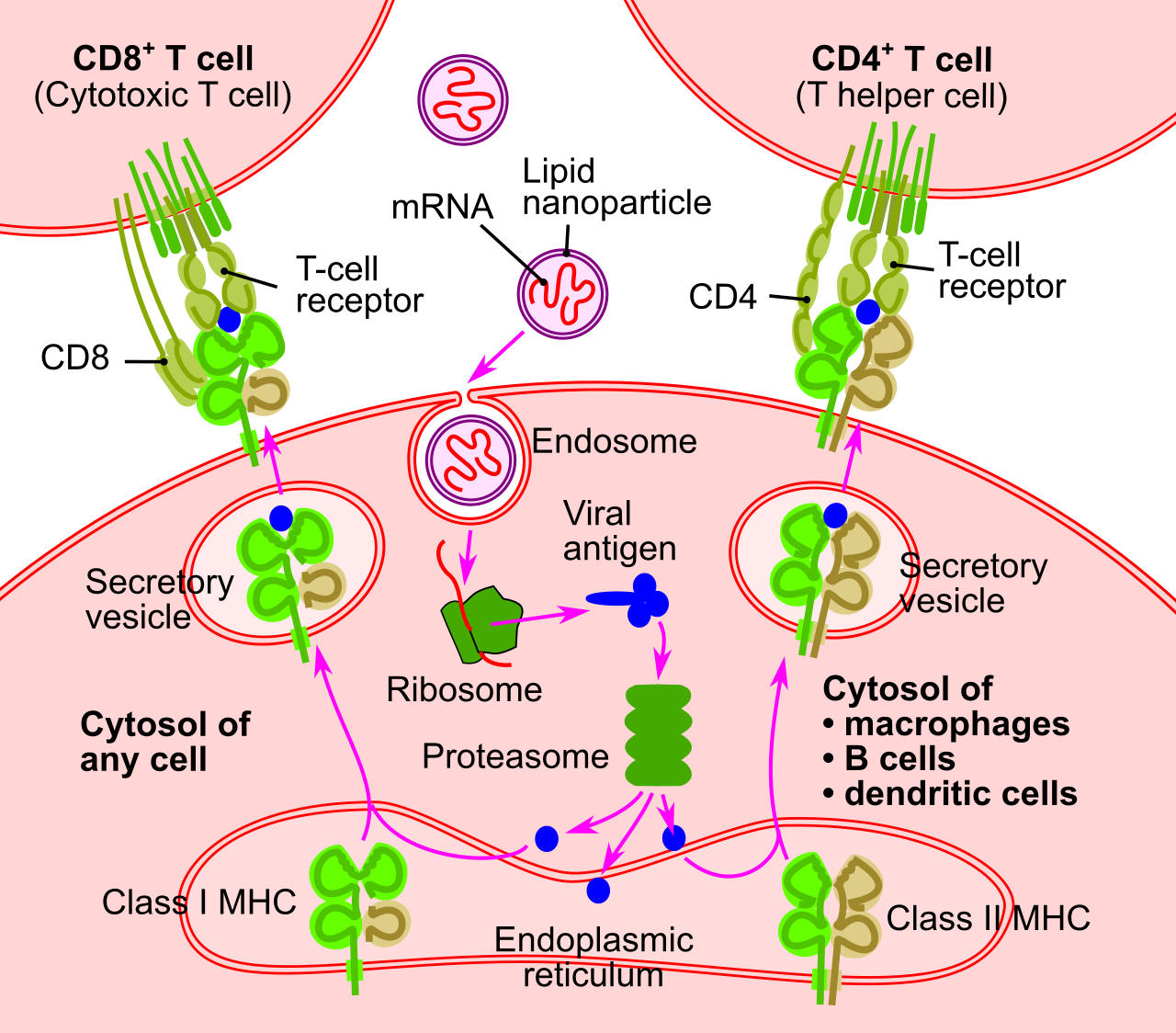 cell-diagram